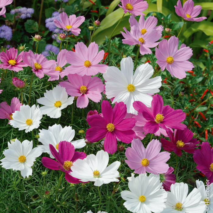 Blomsterfrø til blomster i blandede farver