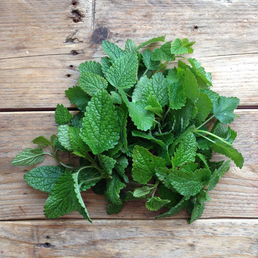Citronmelisse plantefrø