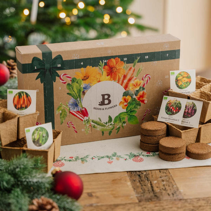 Julekalender med frø, fiberpotter og guide – en hyggelig og lærerig gave, der giver glæde og grønne oplevelser hele december