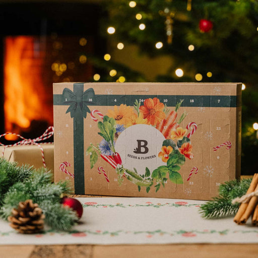 Nedbrydelige fiberpotter med små spirende planter fra julekalenderens frø, klar til at vokse og gro i haven eller vindueskarmen.