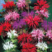 Hestemynte blomsterfrø