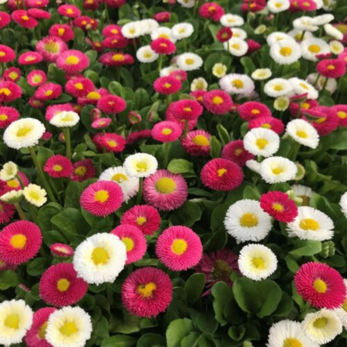 Blomsterfrø til engelsk tusindfryd