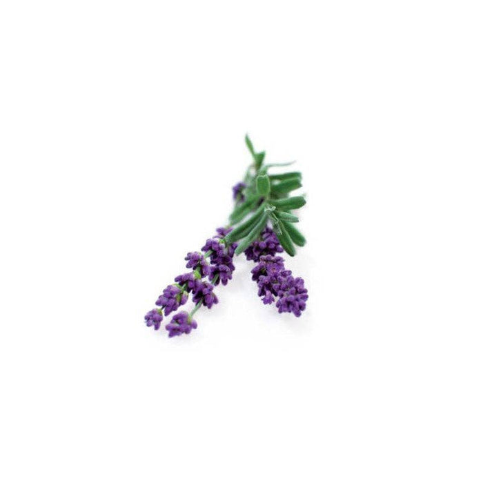 Plantefrø til blå lavendel