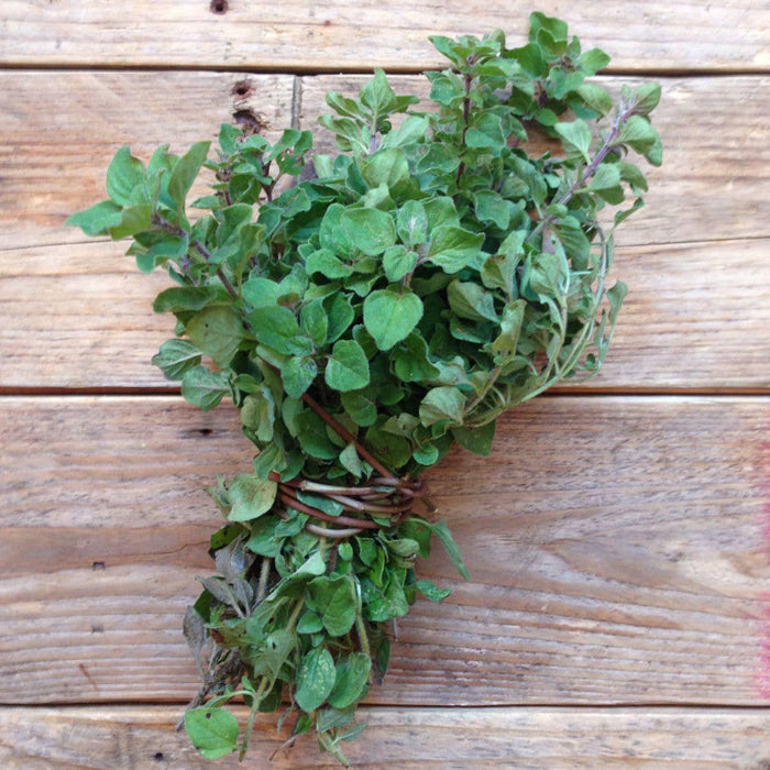 Græsk oregano plantefrø