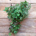 Græsk oregano plantefrø